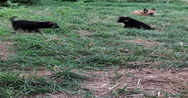 Pastore Tedesco cani a Città metropolitana di Roma Capitale - Annuncio 5
