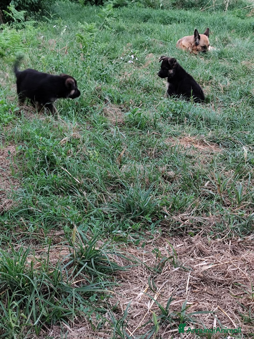 Pastore Tedesco cani in vendita: Cuccioli figli di pastori tedeschi perfetti a Città metropolitana di Roma Capitale - Immagine 2