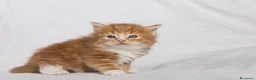 Siberiano gatti in vendita: Cuccioli gatto siberiano disponibili - Annuncio 9