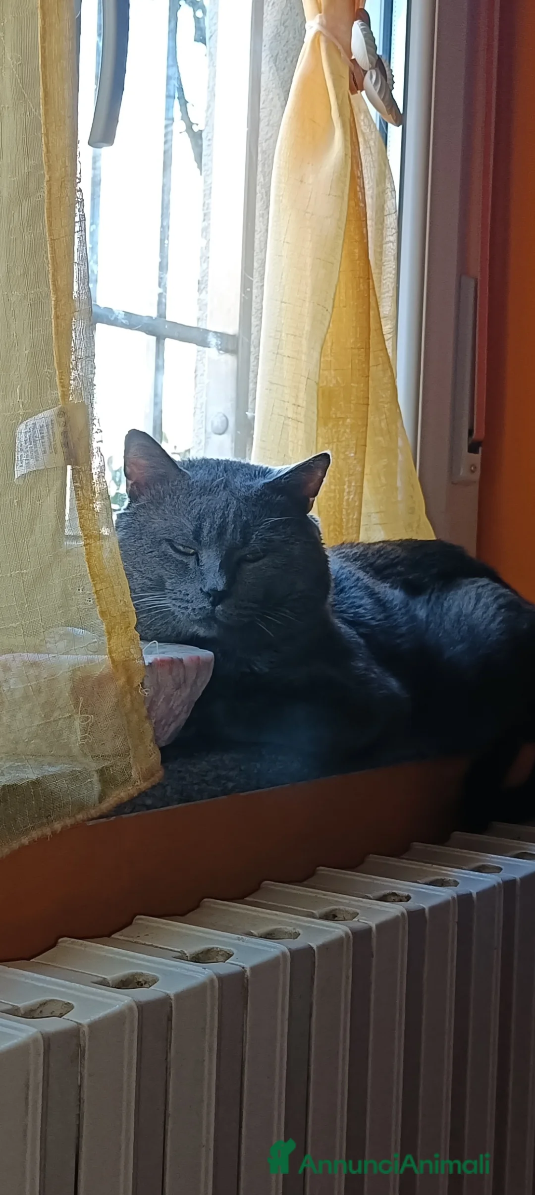 Certosino gatti per accoppiamento: STALLONE GATTO CERTOSINO X MONTA - Annuncio 11