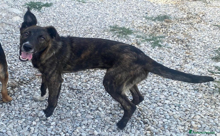 Meticcio cani a Provincia di Teramo - Annuncio 14