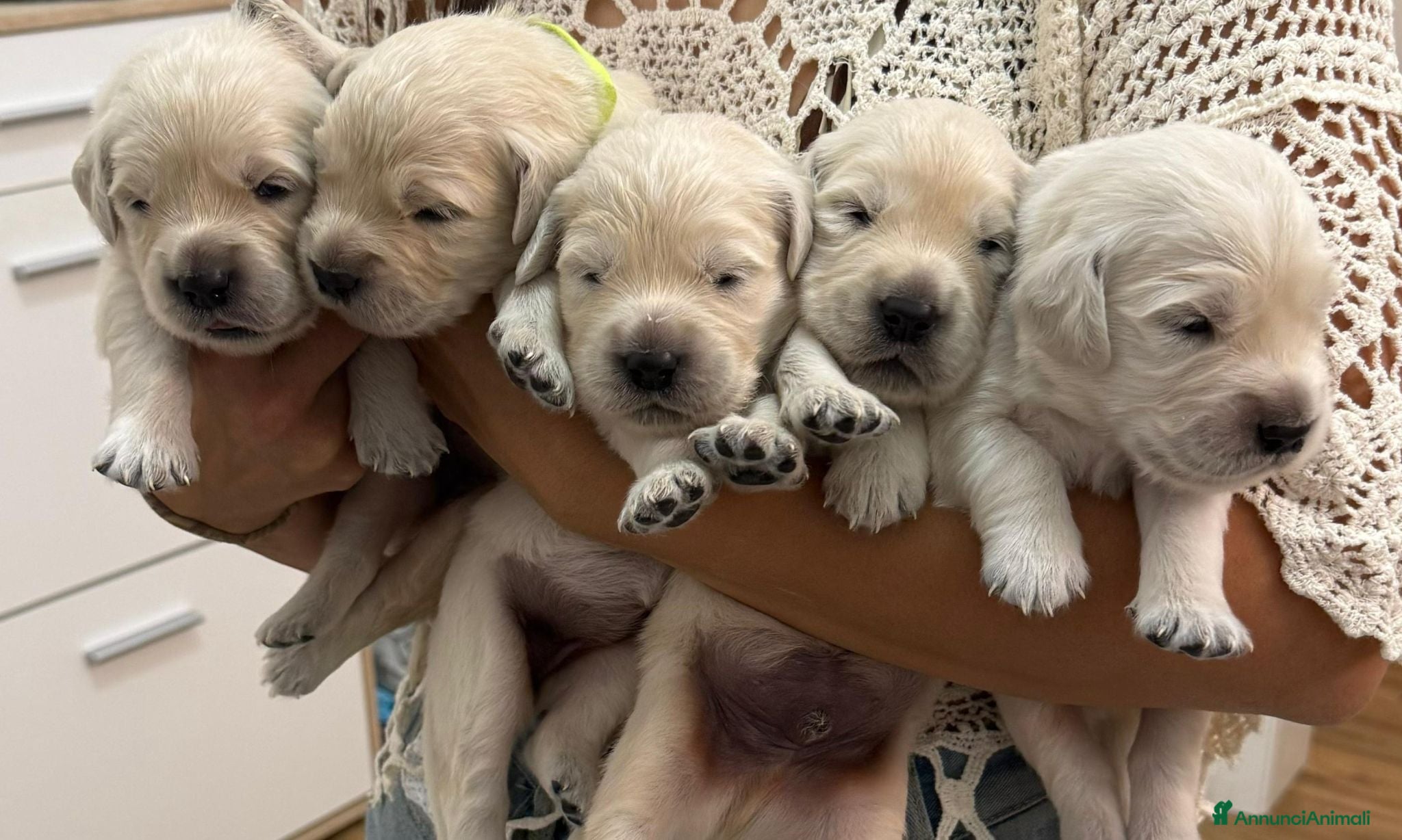 Golden Retriever cani Cuccioli di Golden Retriever disponibili - Annuncio 27