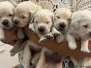 Golden Retriever cani Cuccioli di Golden Retriever disponibili - Annuncio 2