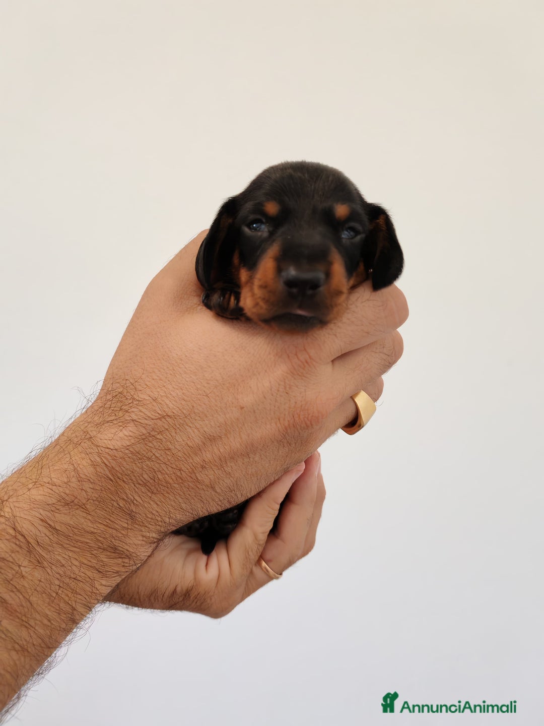 Bassotto cani in vendita: Cuccioli bassotti nani selezionati  a Provincia di Ferrara - Immagine 6