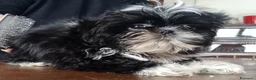 Shih Tzu cani in vendita: Splendidi cuccioli di Shitzu  - Annuncio 3