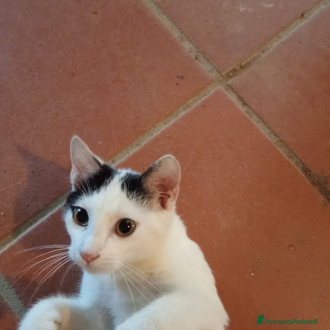 Meticcio gatti in regalo: ADOZ.DEL CUORE: dolcissima micia senza casa - Annuncio 5