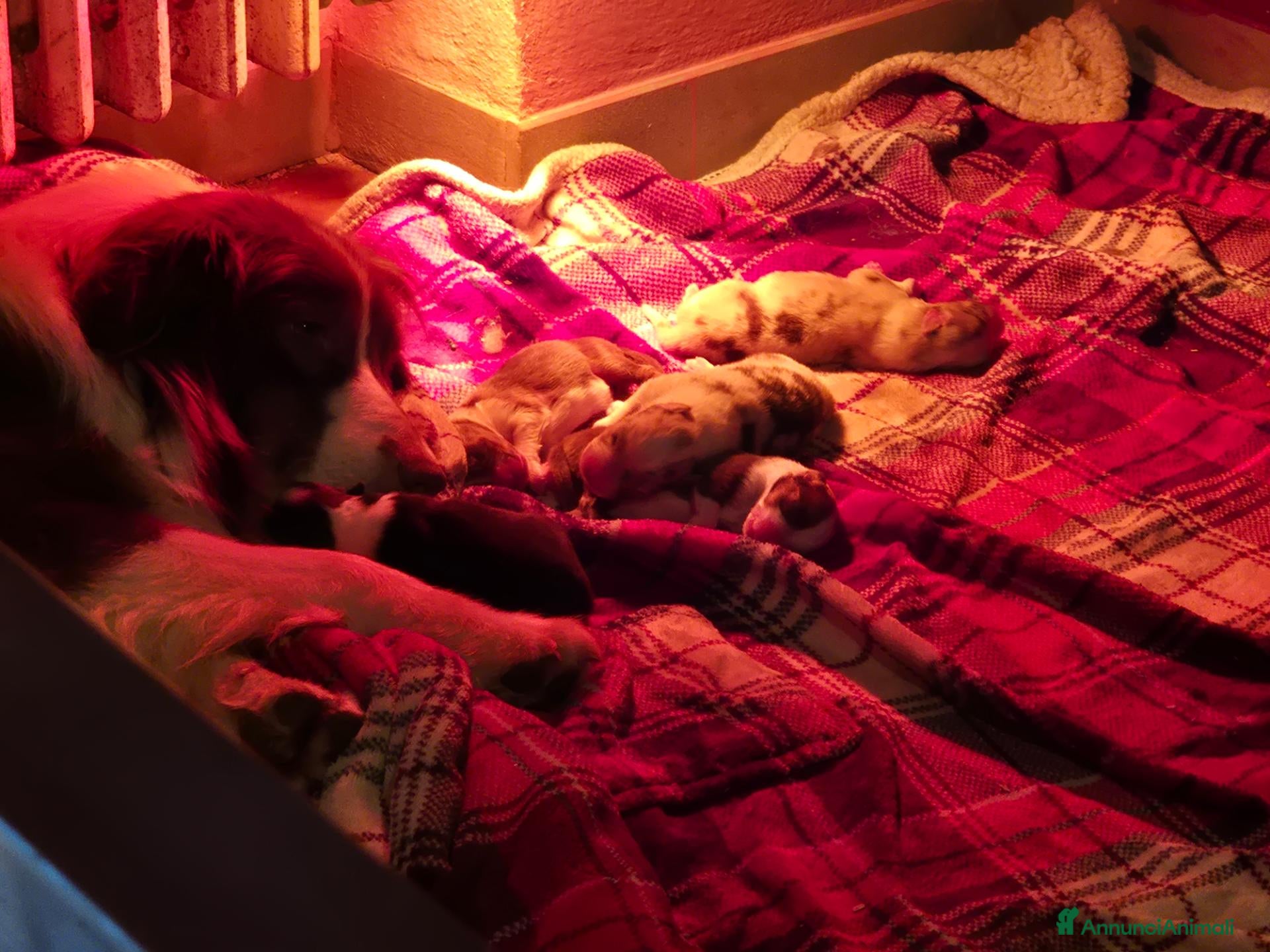 Australian Shepherd cani Cuccioli di pastore australiano  - Annuncio 2