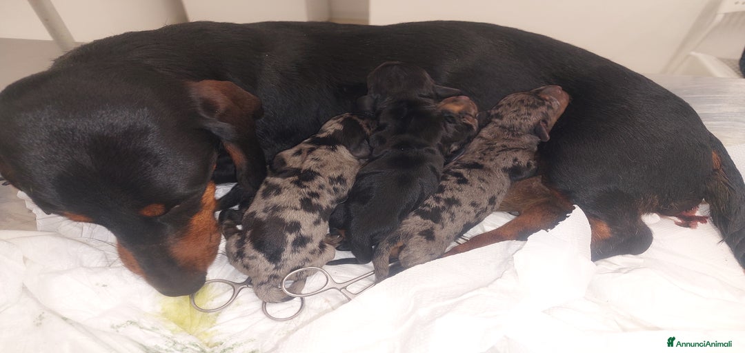 Immagine della galleria {{count}}