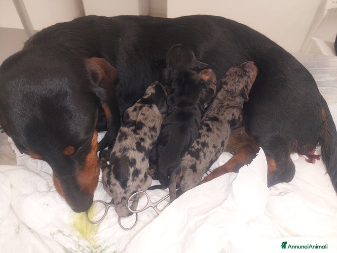 Immagine della galleria {{count}}