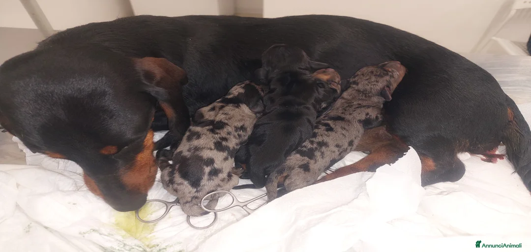 Immagine della galleria {{count}}