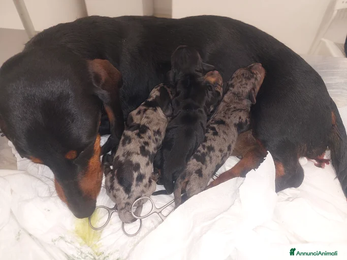 Immagine della galleria {{count}}