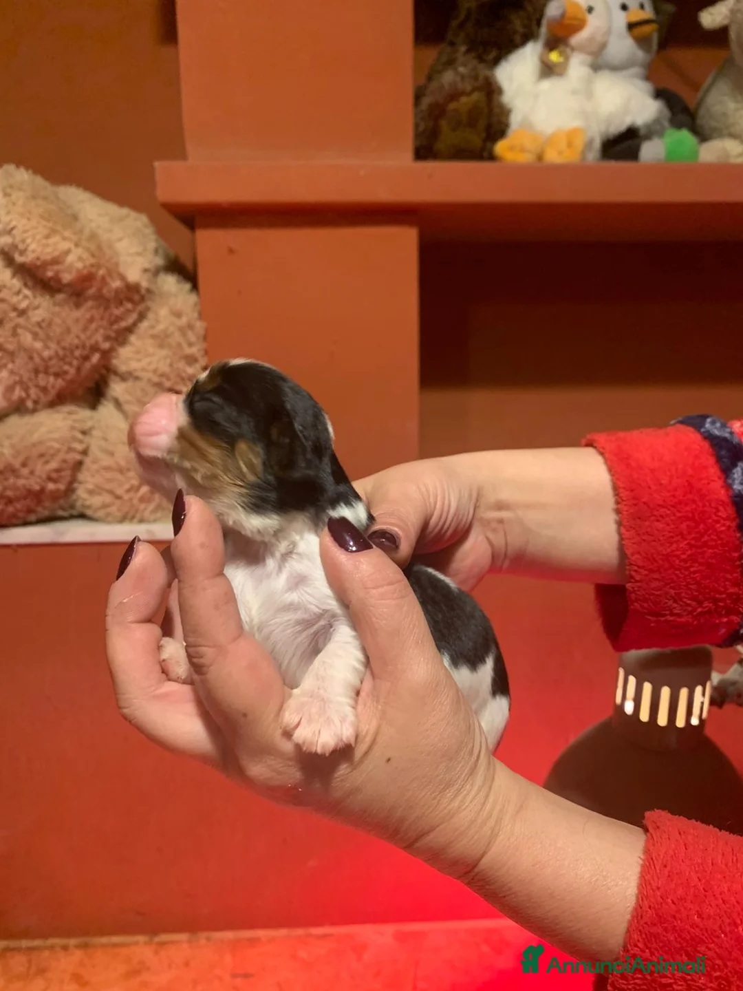 Cavalier King cani in vendita: Cuccioli di Cavalier King Charles Spaniel - Annuncio 2