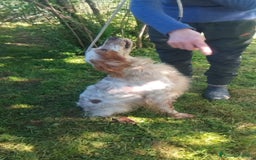 Setter Inglese cani in regalo: Fracco a Provincia di Viterbo - Immagine 3