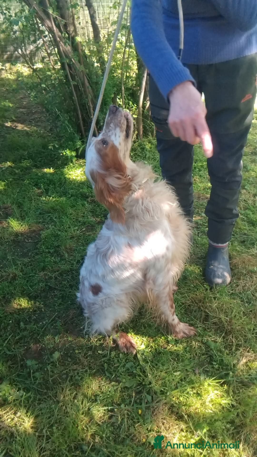 Setter Inglese cani in regalo: Fracco a Provincia di Viterbo - Immagine 3