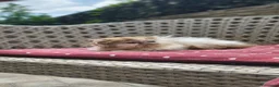 Persiano gatti in vendita: Cuccioli persiani ed exotici a Città metropolitana di Milano - Annuncio 3