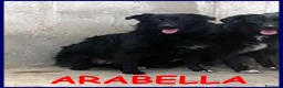 Meticcio cani in regalo: ARABELLA timida curiosina - Annuncio 1