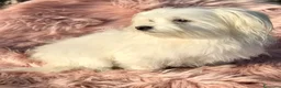 Maltipoo cani in vendita: Maltipoo - Annuncio 7