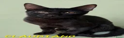 Europeo gatti in regalo: Cuccioli di gattini in adozione - Annuncio 3