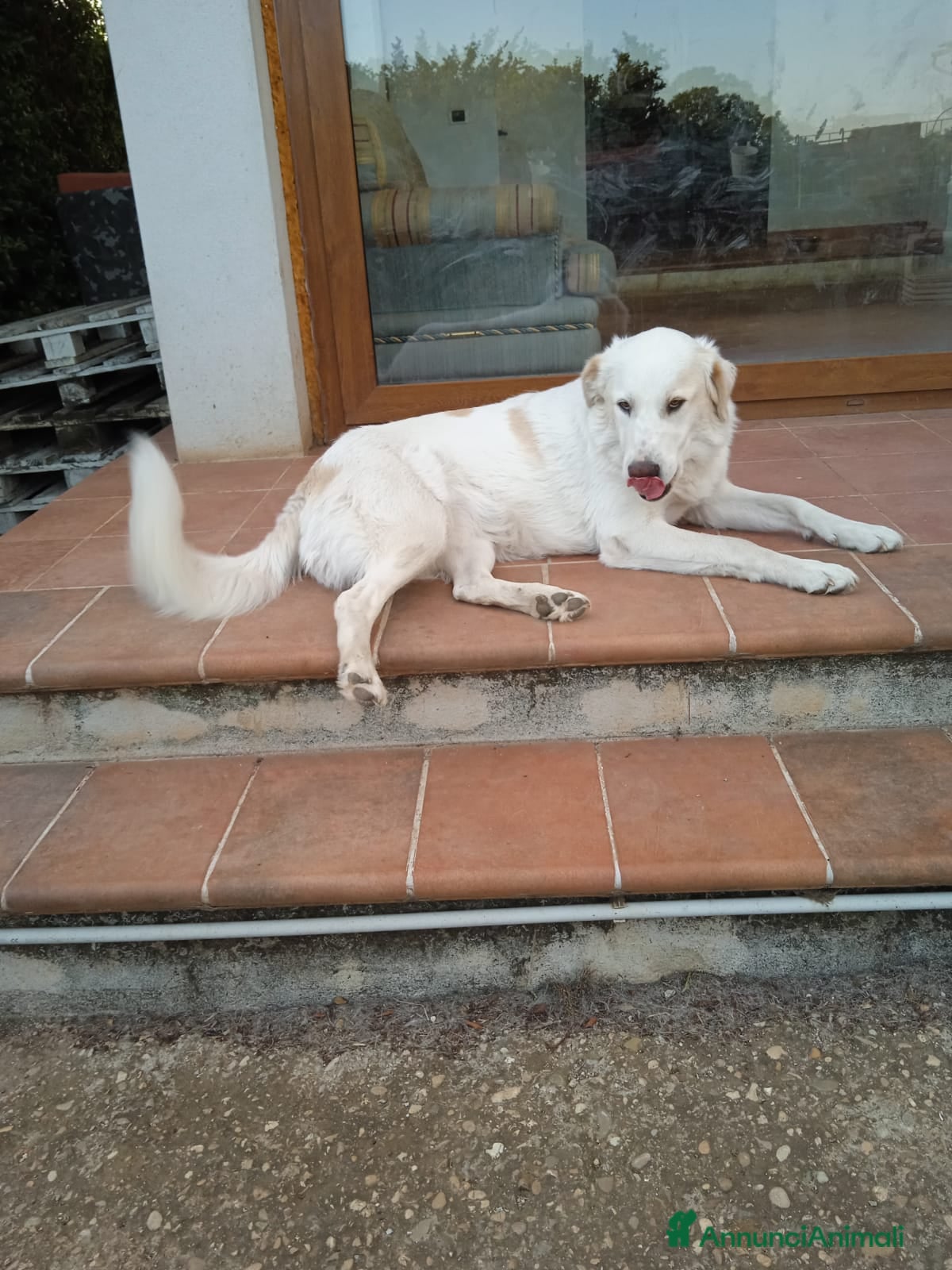 Pastore Maremmano cani Meravigliosa Marlene  a Provincia di Viterbo - Annuncio 2