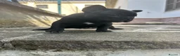 Bulldog Francese cani in vendita: bulldog francese nero tigrato  - Annuncio 13