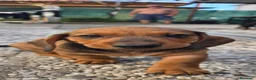 Bassotto cani in vendita: BASSOTTINI MASCHI  - Annuncio 4