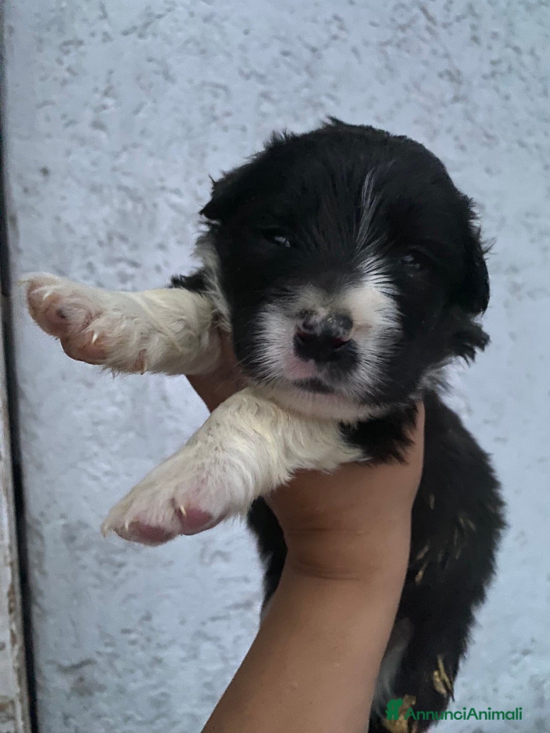 Border Collie cani in vendita: Border collie femmine rossa e nere - Annuncio 5