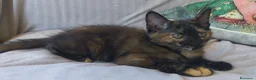 Maine Coon gatti in vendita: Cuccioli Maine Coon a Provincia di Macerata - Annuncio 17