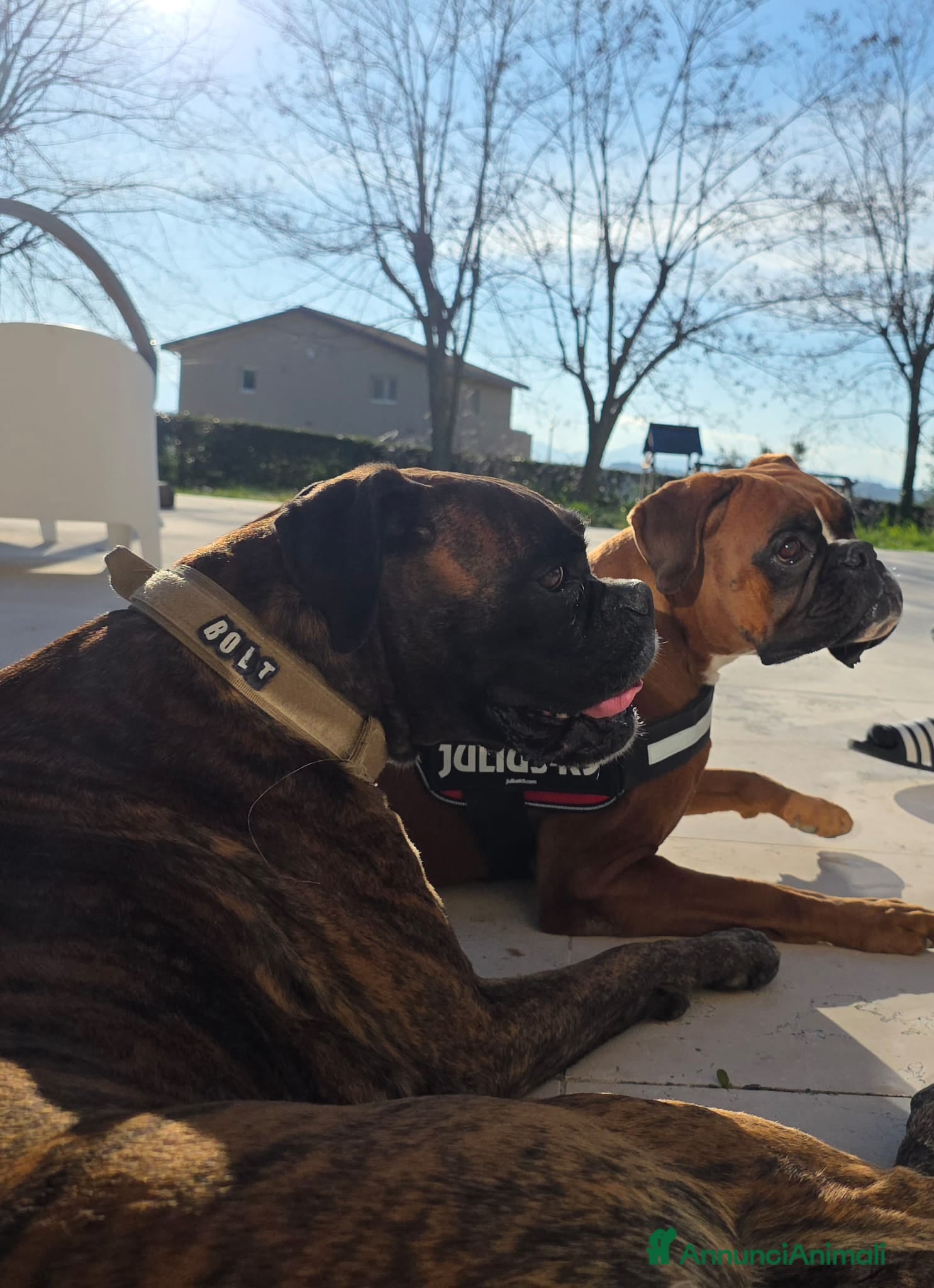 Boxer cani in vendita: Cuccioli di boxer a Provincia di Fermo - Annuncio 1