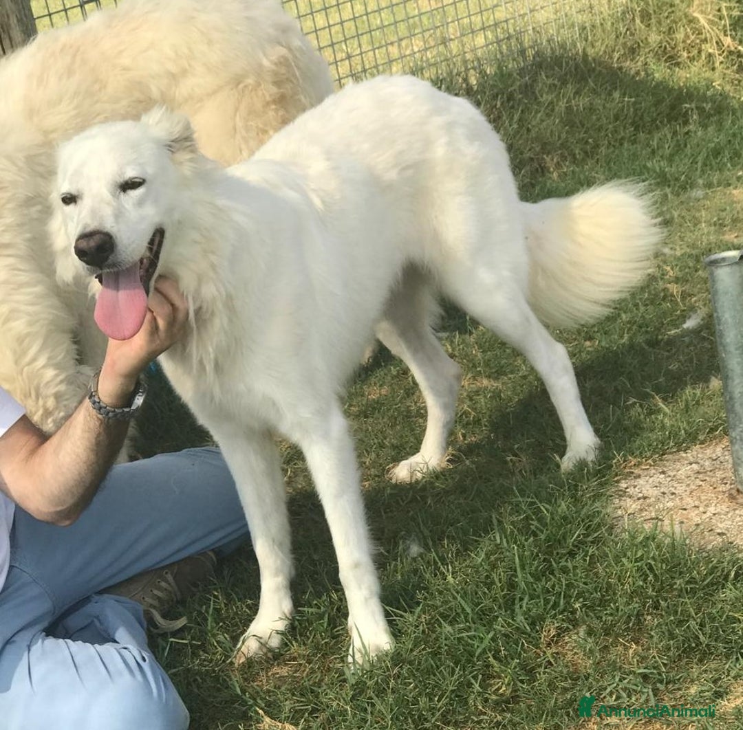 Meticcio cani in regalo: Criseide dagli occhi dolci - in adozione a Provincia di Latina - Annuncio 3