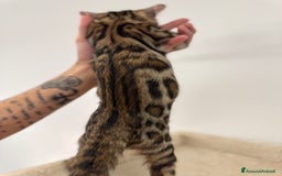 Bengala gatti in vendita: Cuccioli bengala a Provincia di Como - Immagine 5