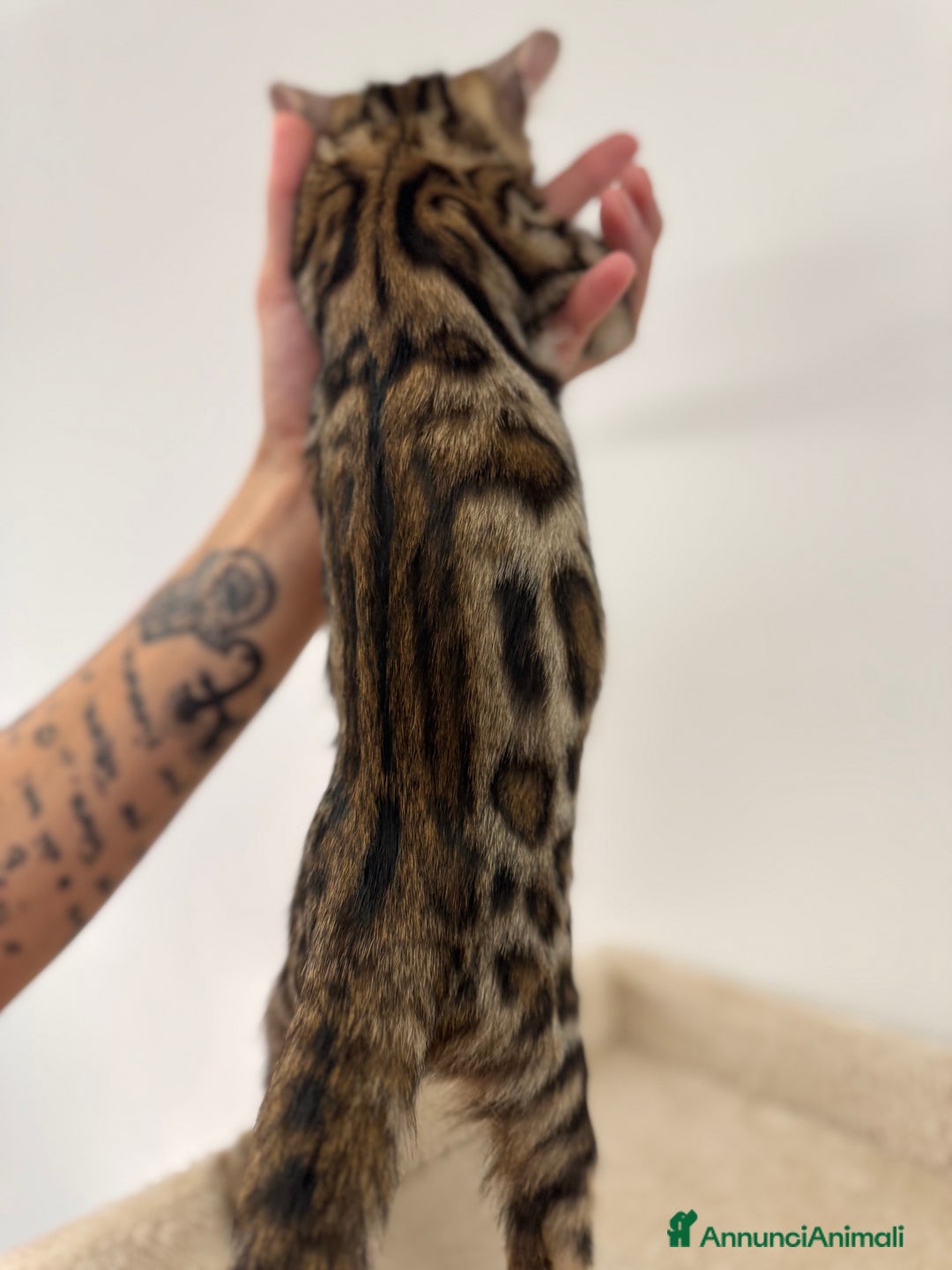 Bengala gatti in vendita: Cuccioli bengala a Provincia di Como - Immagine 5