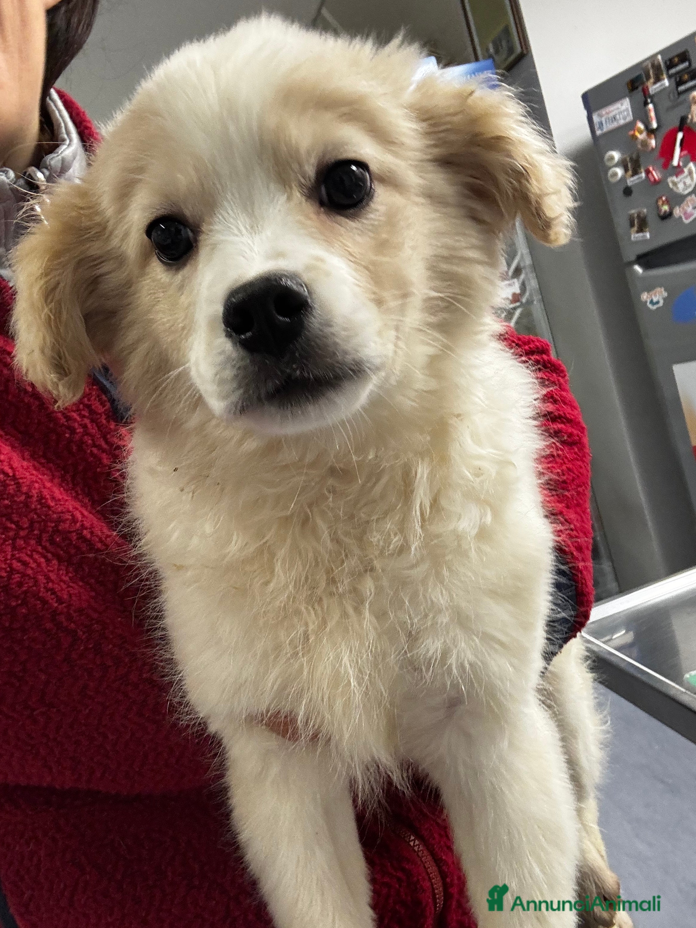 Meticcio cani Babba 4 mesi mix volpino taglia medio piccola  - Annuncio 2