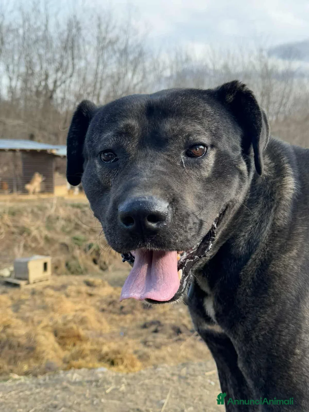 Meticcio cani in regalo: HERCULES, molosso dalla bontà unica! - Annuncio 3