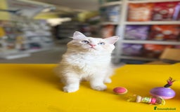 Siberiano gatti in vendita: Gattino siberiano a Città metropolitana di Roma Capitale - Immagine 3