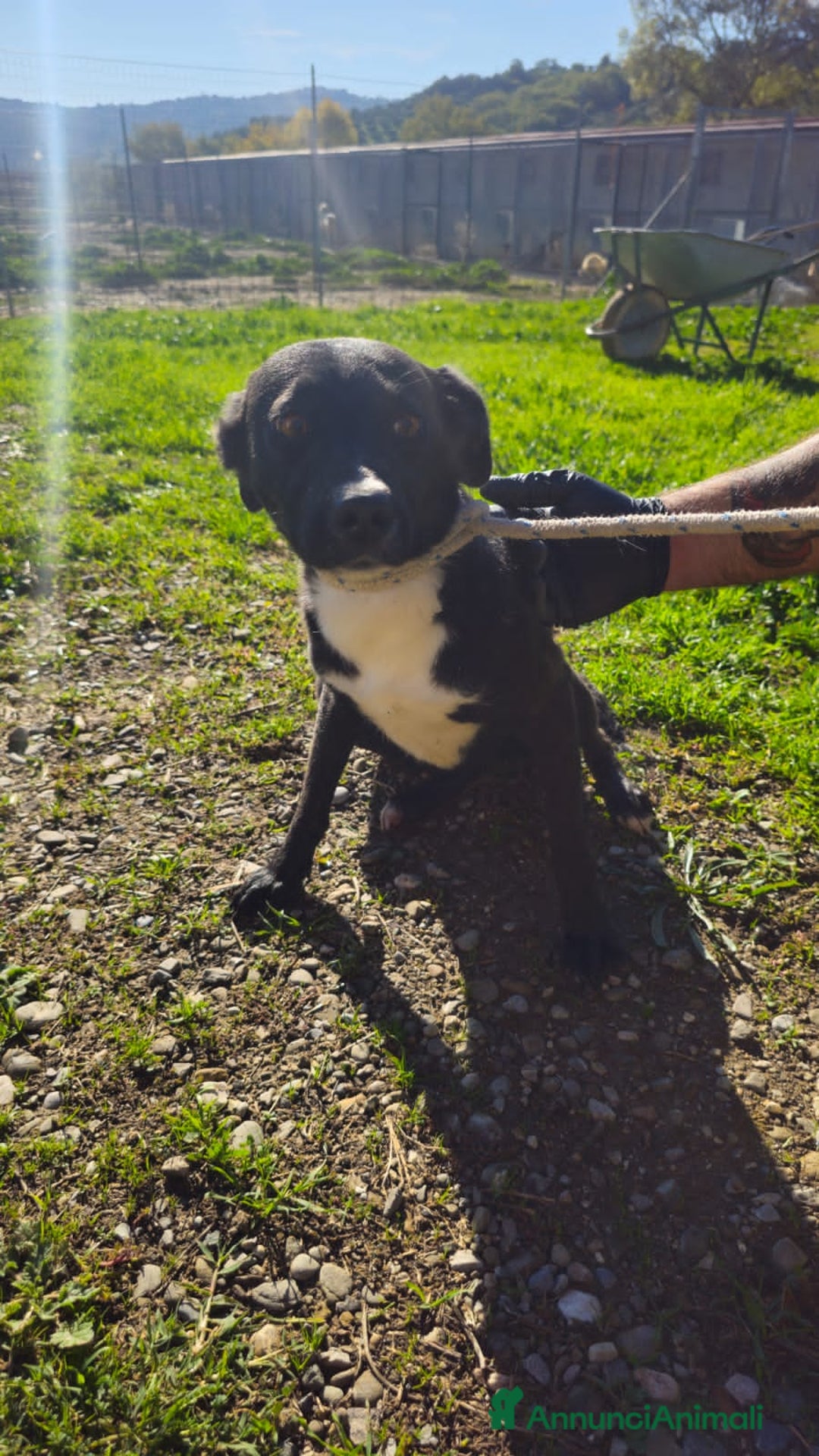 Altre razze cani in regalo: ercolino gigina e lilly - Annuncio 3