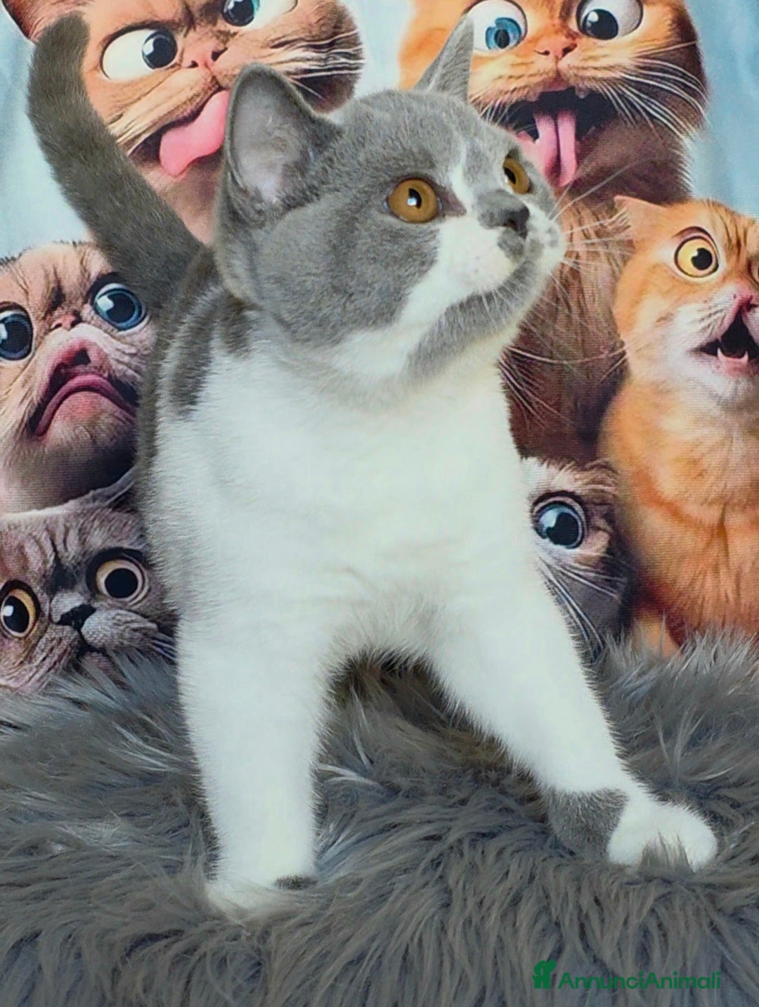 British gatti in vendita: British shorthair pedigree  - Annuncio 2