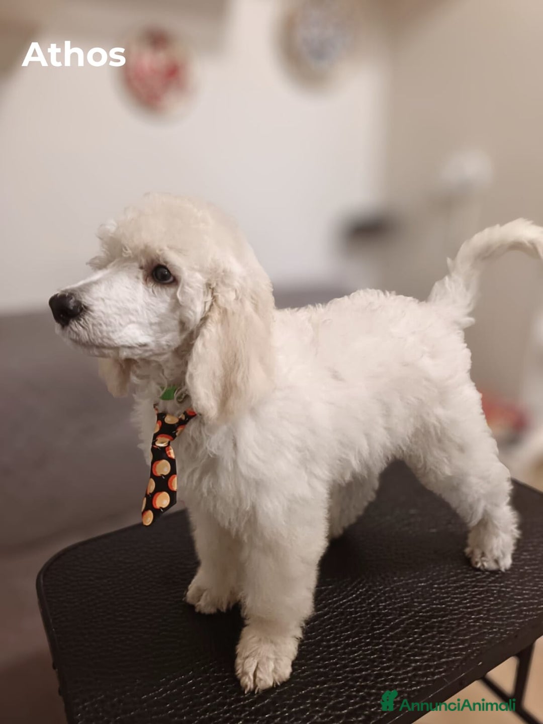 Barbone cani in vendita: Cuccioli di Barboncino con Pedigree ENCI 🐩 a Città metropolitana di Roma Capitale - Annuncio 12