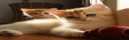 British gatti in vendita: Gattini BRITISH GOLDEN SHORTHAIR  - Annuncio 9