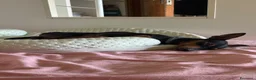 Pinscher Miniatura cani per accoppiamento: PINSCHER MASCHIO DISPONIBILE PER ACCOPPIAMENTO - Annuncio 3