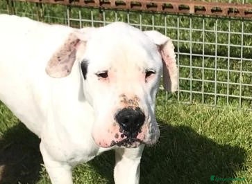 Dogo Argentino cani DUGO il gigante buonissimo merita una casa a Provincia di Latina - Annuncio 28