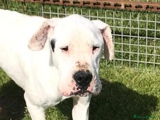 Dogo Argentino cani DUGO il gigante buonissimo merita una casa a Provincia di Latina - Annuncio 3