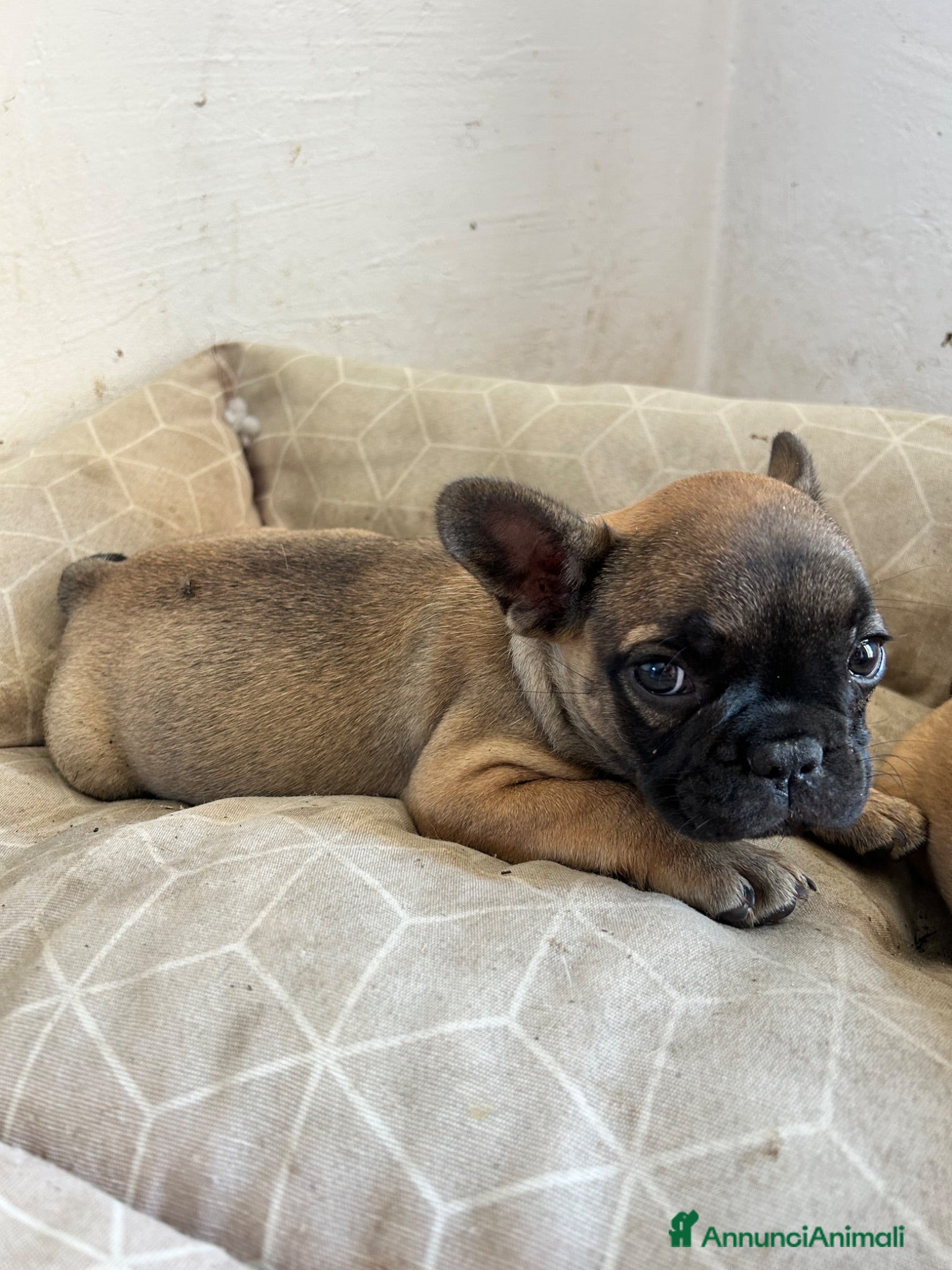 Bulldog Francese cani Cuccioli di bulldog francese - Annuncio 6
