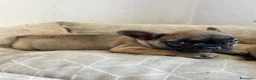 Bulldog Francese cani in vendita: Cuccioli di bulldog francese - Annuncio 1