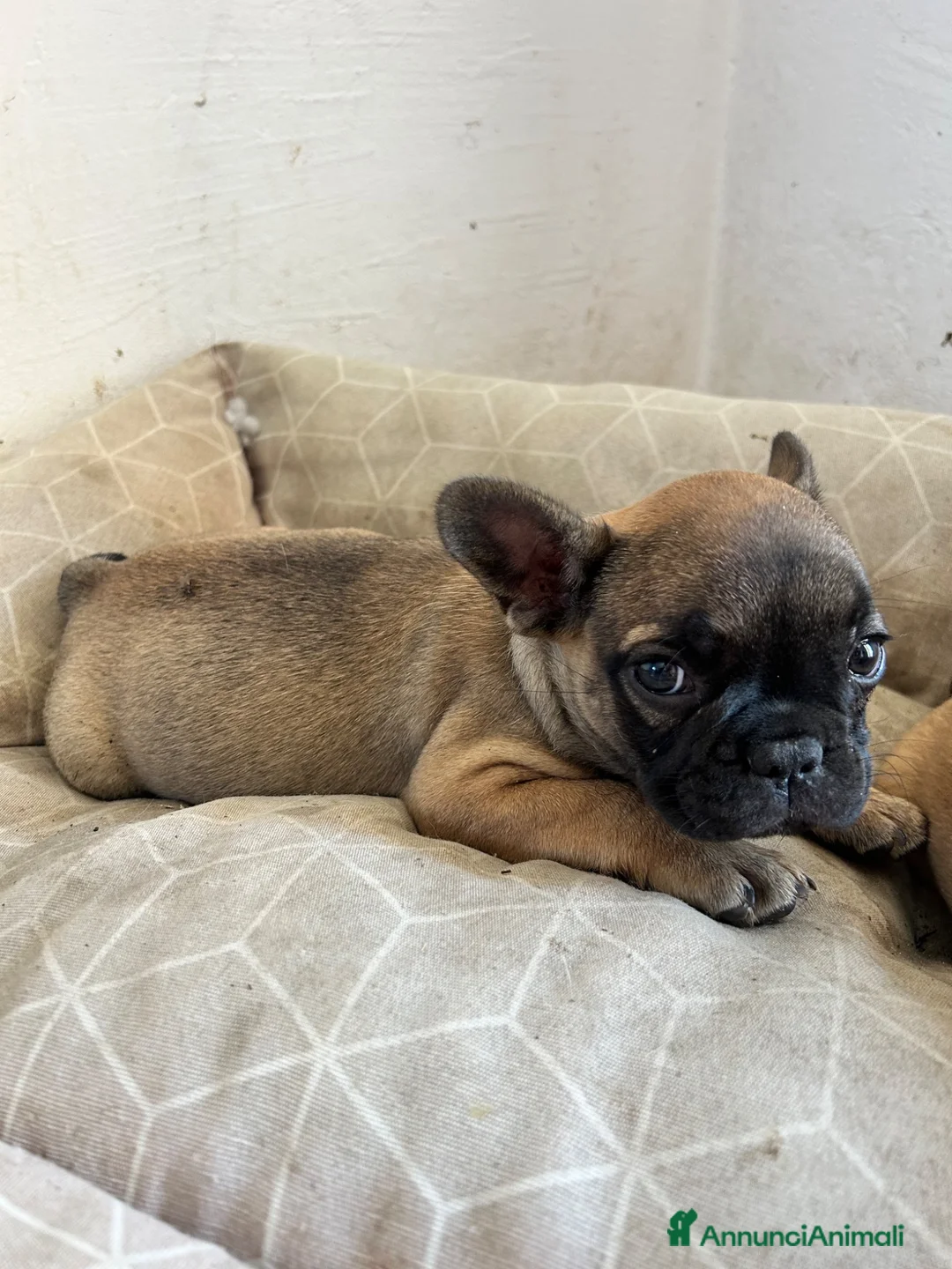 Bulldog Francese cani in vendita: Cuccioli di bulldog francese - Annuncio 1