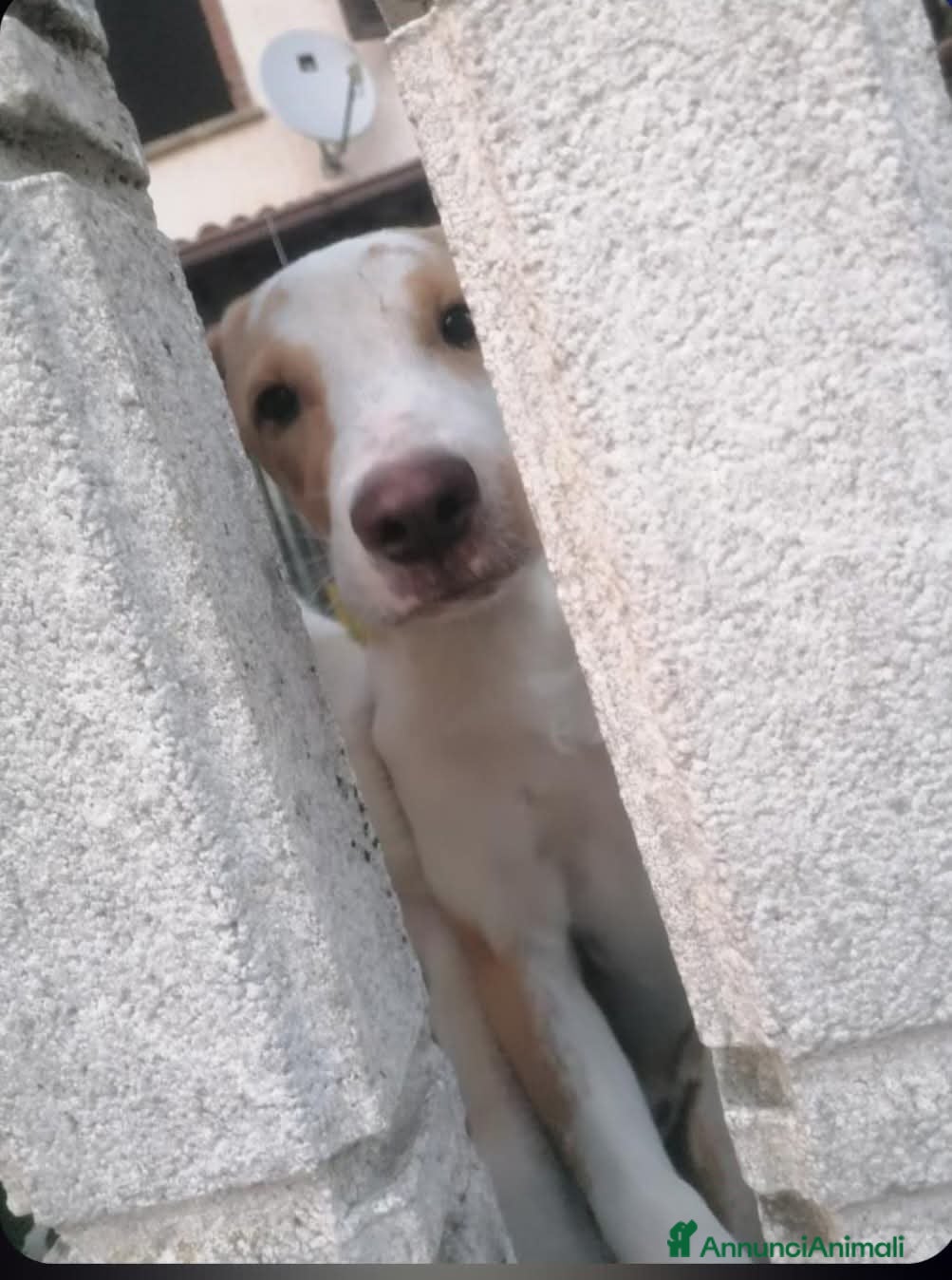 Meticcio cani 🐶Cuccioli meticci Maremmano-Pitbull in regalo 💖 - Annuncio 2