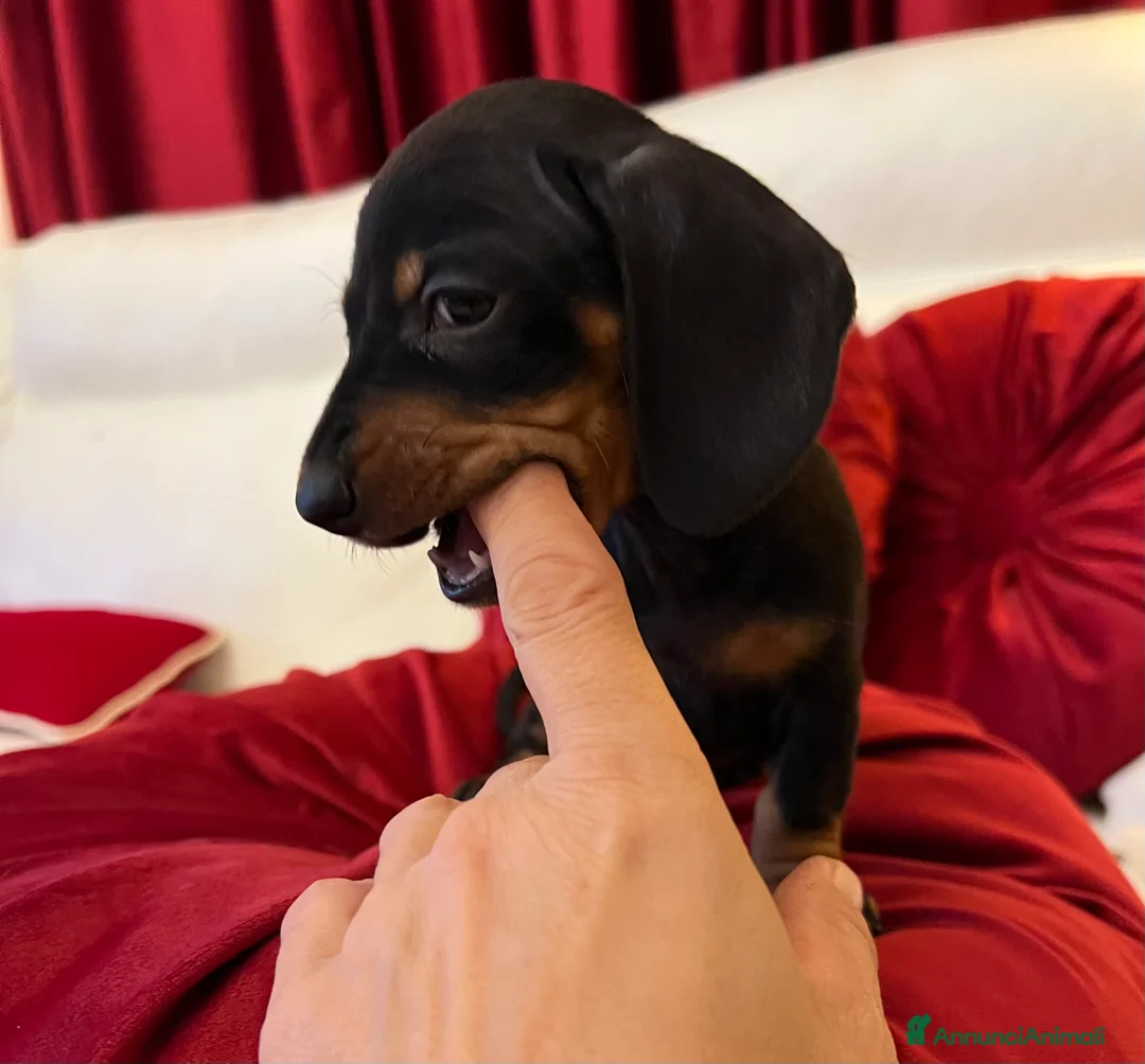 Bassotto cani in vendita: Cuccioli bassotto tedesco kaninchen e nano - Annuncio 11