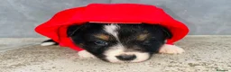 Australian Shepherd cani in vendita: cuccioli pastore australiano - Annuncio 3