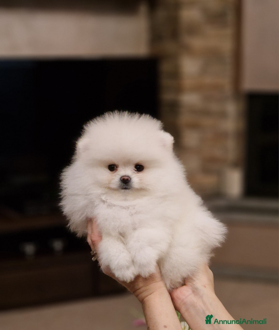 Spitz cani in vendita: Spitz di Pomerania / Volpino tedesco nano - Annuncio 4