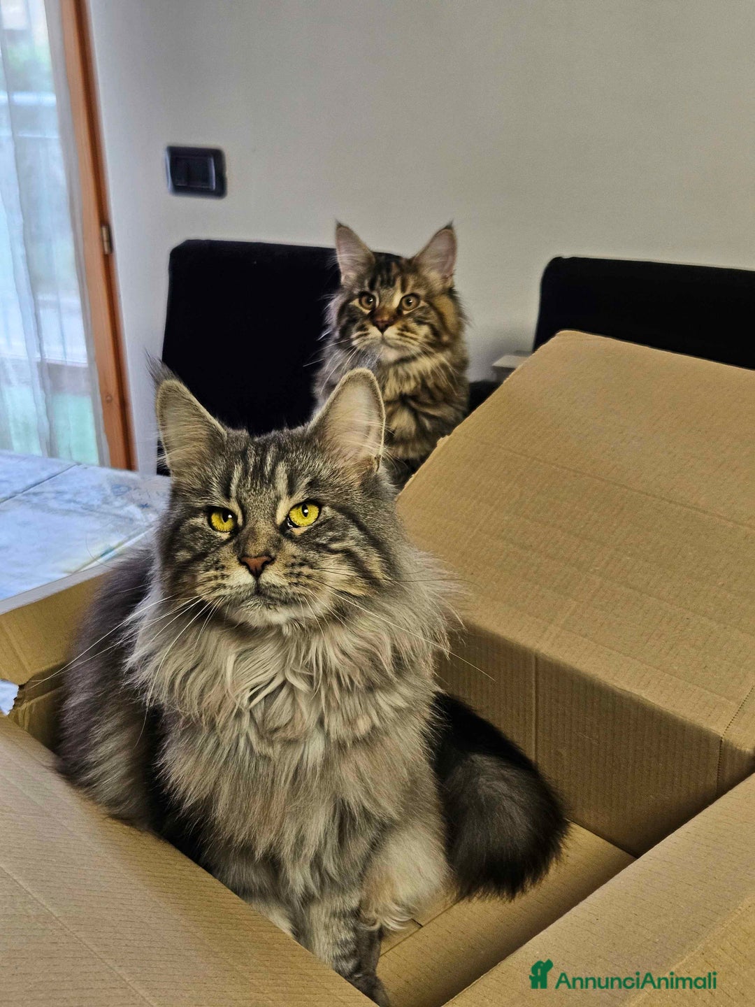 Immagine della galleria {{count}}