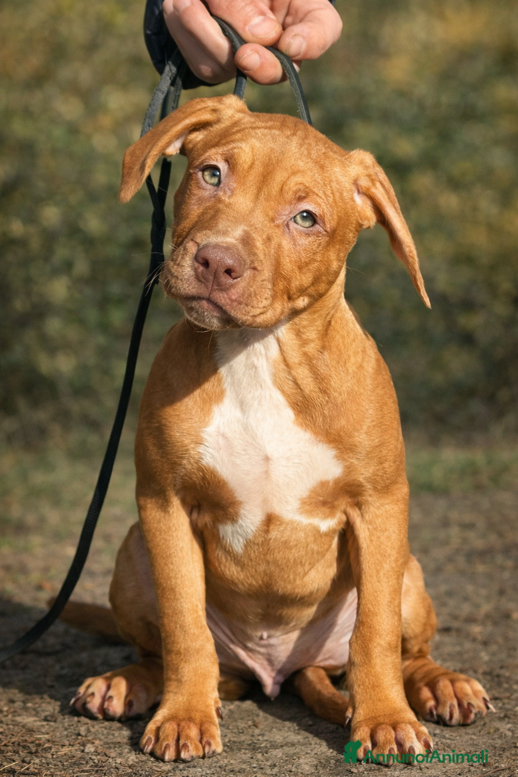Pitbull cani American Pitbull terrier con pedigree - Annuncio 1
